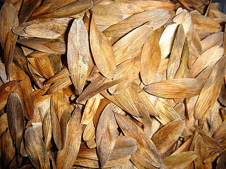 Семена лист. Fraxinus oxycarpa. Oxycarpa. E. oxycarpa.