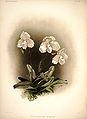 Paphiopedilum niveum (as syn. Cypripedium niveum) plate 34 in: Frederick Sander: Reichenbachia I, (1888)