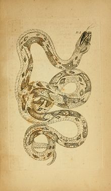 Plate from Icones amphibiorum 1835Boa constrictor