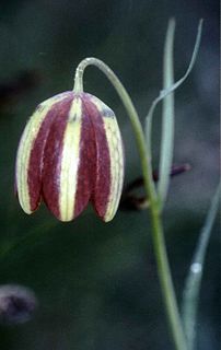 <i>Fritillaria messanensis</i> Species of flowering plant