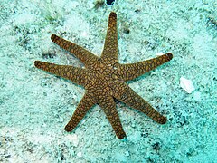 File:Fromia indica - 7-armed.jpeg (Category:Echinoderms of Queensland)