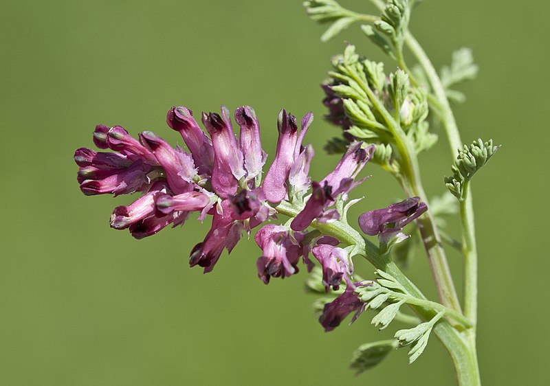 File:Fumaria officinalis - Earth smoke 02.jpg