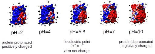 GFP charge PDB-1B9C.jpg