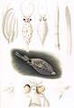 Galiteuthis glacialis (illustrations in Carl Chun, 1910).jpg