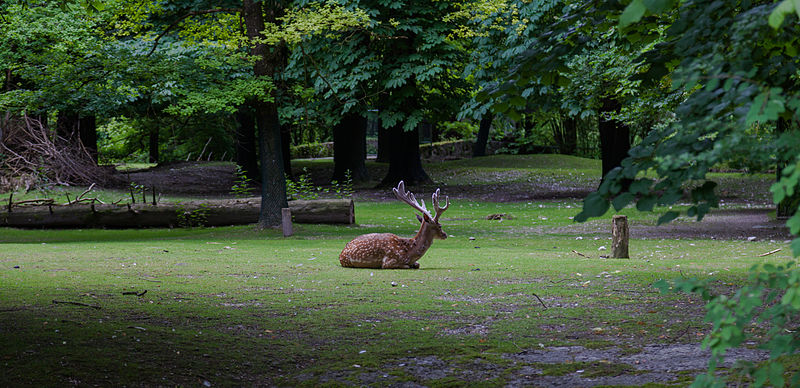 File:Gamo persa (Dama mesopotamica), Tierpark Hellabrunn, Múnich, Alemania, 2012-06-17, DD 01.JPG