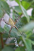Garden spider with yellow strips.jpg