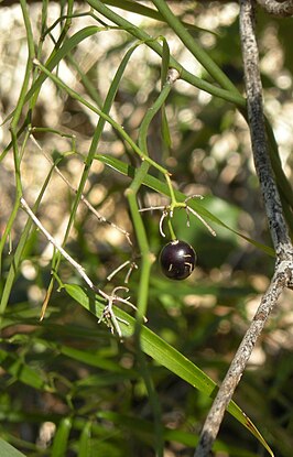 Geitonoplesiaceae