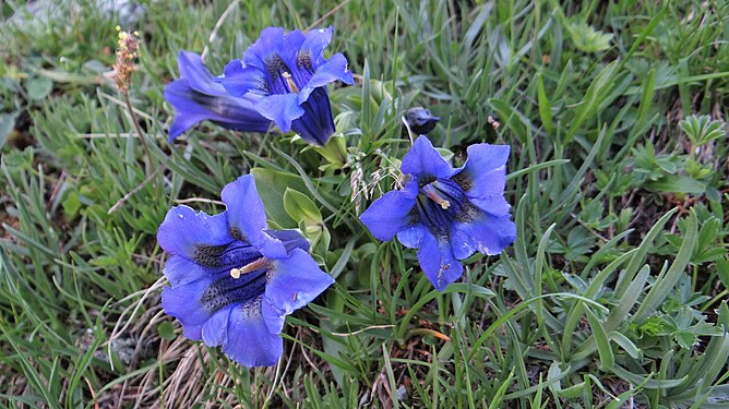 Gentiana alpina in French Alps