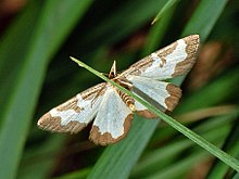 Geometridae - Lomaspilis marginata.JPG