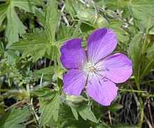 Geranium oreganum.jpeg