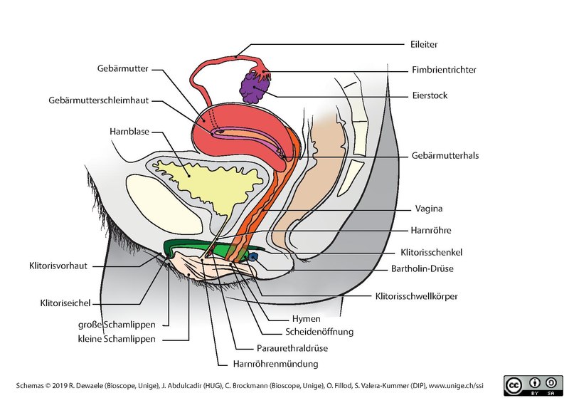 File:Geschlechtsorgane-der Frau-UNIGE SSI-SagittalDE.pdf