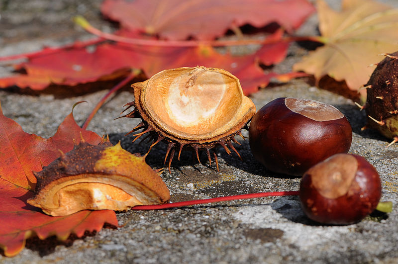 File:Gewöhnliche Rosskastanie, Aesculus hippocastanum 01.JPG