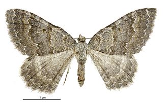 <i>Gingidiobora subobscurata</i> species of moth endemic to New Zealand