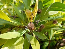 Globularia amygdalifolia 2017-05-23 0995.jpg