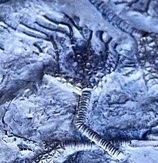 Assemblage of fossils of the Middle Ordovician-Silurian crinoid ("sea lily") Glyptocrinus Glyptocrinidae - Glyptocrinus decadactylus cropped.jpg