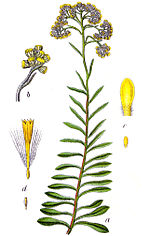 Miniatura para Helichrysum arenarium
