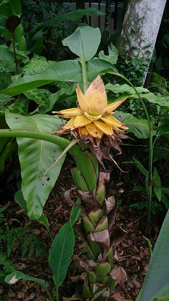 File:Golden Lotus Banana (Ensete lasiocarpum) 1.jpg