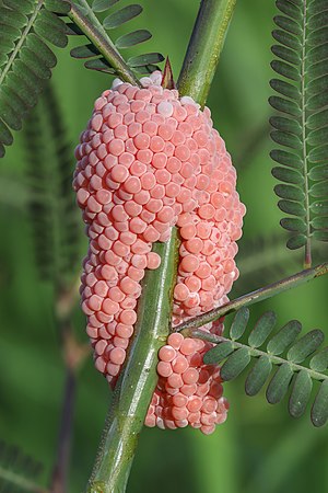 Golden apple snail eggs