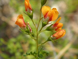 <i>Gompholobium foliolosum</i> Species of flowering plant