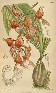 <i>Gongora</i> Genus of orchids