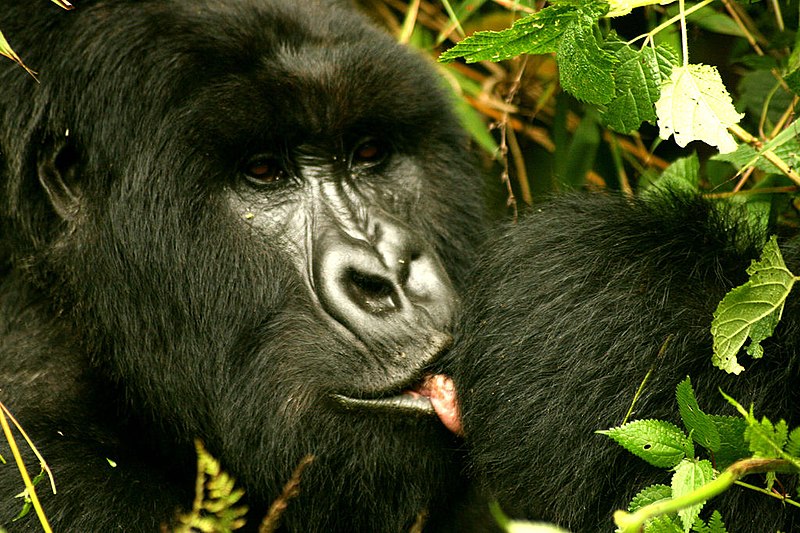 https://upload.wikimedia.org/wikipedia/commons/thumb/f/f9/Gorilla_licking_wound.jpg/800px-Gorilla_licking_wound.jpg