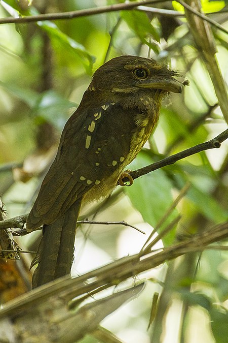 Segan bintik emas (burung)