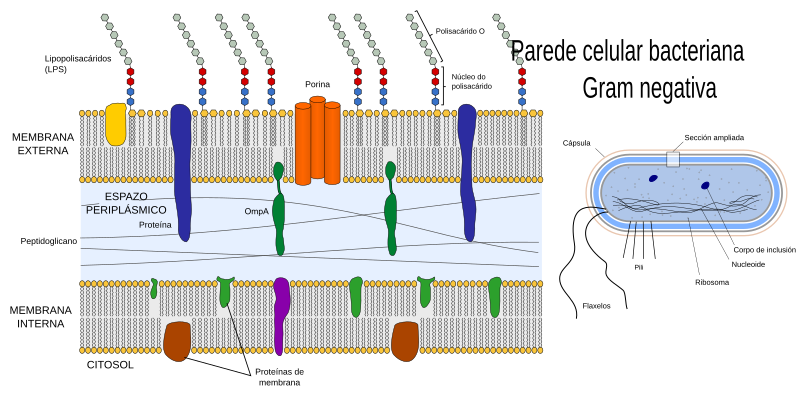 File:Gram negative cell wall-gl.svg