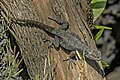 * Nomination Graphic spiny lizard (Sceloporus grammicus microlepidotus) male --Charlesjsharp 17:01, 4 May 2023 (UTC) * Promotion  Support Good quality. --Ermell 18:58, 4 May 2023 (UTC)  Support Good quality. --JoachimKohler-HB 18:58, 4 May 2023 (UTC)