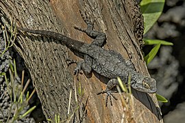 Sceloporus grammicus microlepidotus (Graphic spiny lizard) male, dorsal view