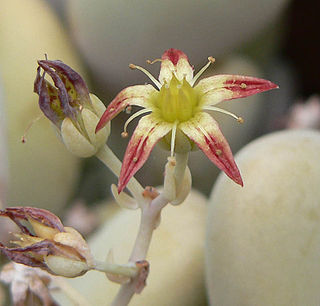 <i>Graptopetalum</i> Genus of succulents