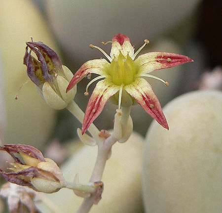 Graptopetalum