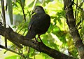 Gray-headed Dove Leptotila plumbeiceps (42141785485).jpg