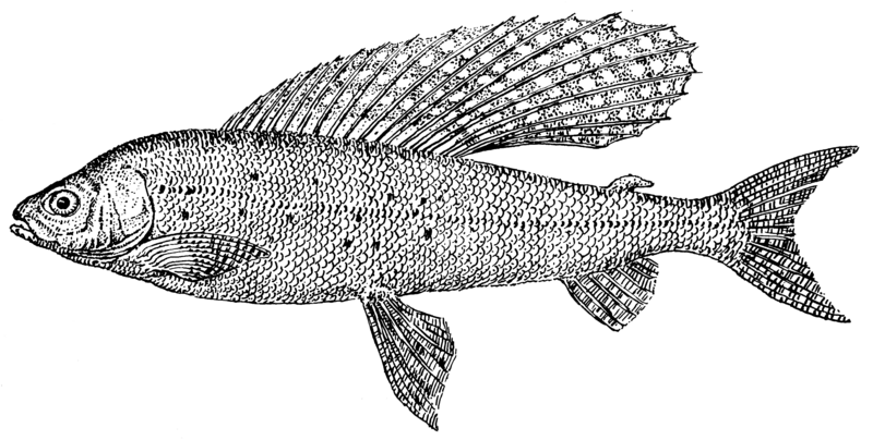 File:Grayling (PSF).png