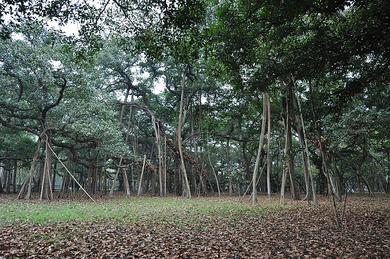 File:Great Banyan Tree - Howrah 2011-02-20 1672.JPG