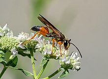 Great Golden Digger Wasp (Family Sphecidae) – Field Station