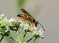 Image 60Great golden digger wasp in Brooklyn Botanic Garden