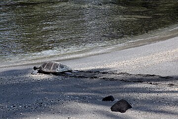 Foto der Schildkröte, die am Strand geht