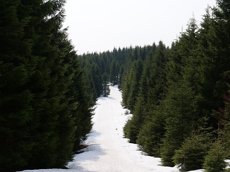 File:Grenzweg am Bodesprung 22.jpg