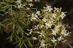 Grevillea spinosissima.jpg