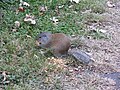 Spermophilus franklinii (cat.)