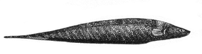 Beskrivelse av bildet Gymnotus carapo.png.