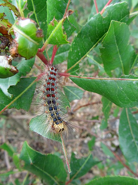 File:Gypsy moth caterpillar eating leaves.jpg