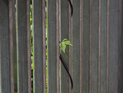 Hopen climbs up a bridge lattice, Hamburg-Moorburg