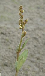 Hình thu nhỏ cho Atriplex portulacoides