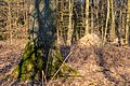 * Nomination: Trees in the “Naturpark Hohe Mark” in Haltern am See, North Rhine-Westphalia, Germany --XRay 04:54, 23 March 2018 (UTC) * * Review needed