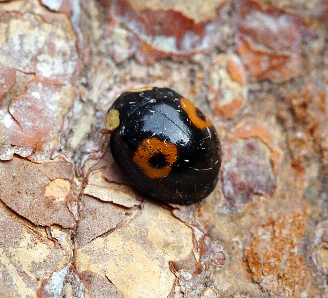 File:Harmonia axyridis var. conspicua (37025822475).jpg