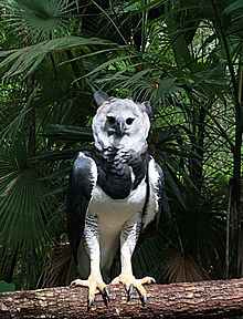 Erwachsene Harpye, Greifvogel mit starken Krallen auf einem dicken Ast mit hellem Federkranz um das Greifvogelgesicht.