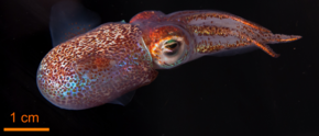 Hawaiian Bobtail squid.tiff görüntüsünün açıklaması.
