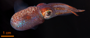 Adult Euprymna scolopes with scale. Hawaiian Bobtail squid.tiff