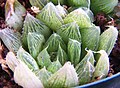 Haworthia mucronata var inconfluens - MBB.jpg